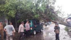 Polsek Cibatu Polres Garut Evakuasi Pohon Tumbang Yang Menimpa 1 Unit Mobil